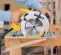 Yellow, gray and black DEWALT Circular Saw, 7-1/4 in., Electric Powered