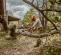 Orange, gray and black STIHL Chainsaw, 20 in., Gas Powered