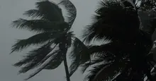 palm trees during hurricane